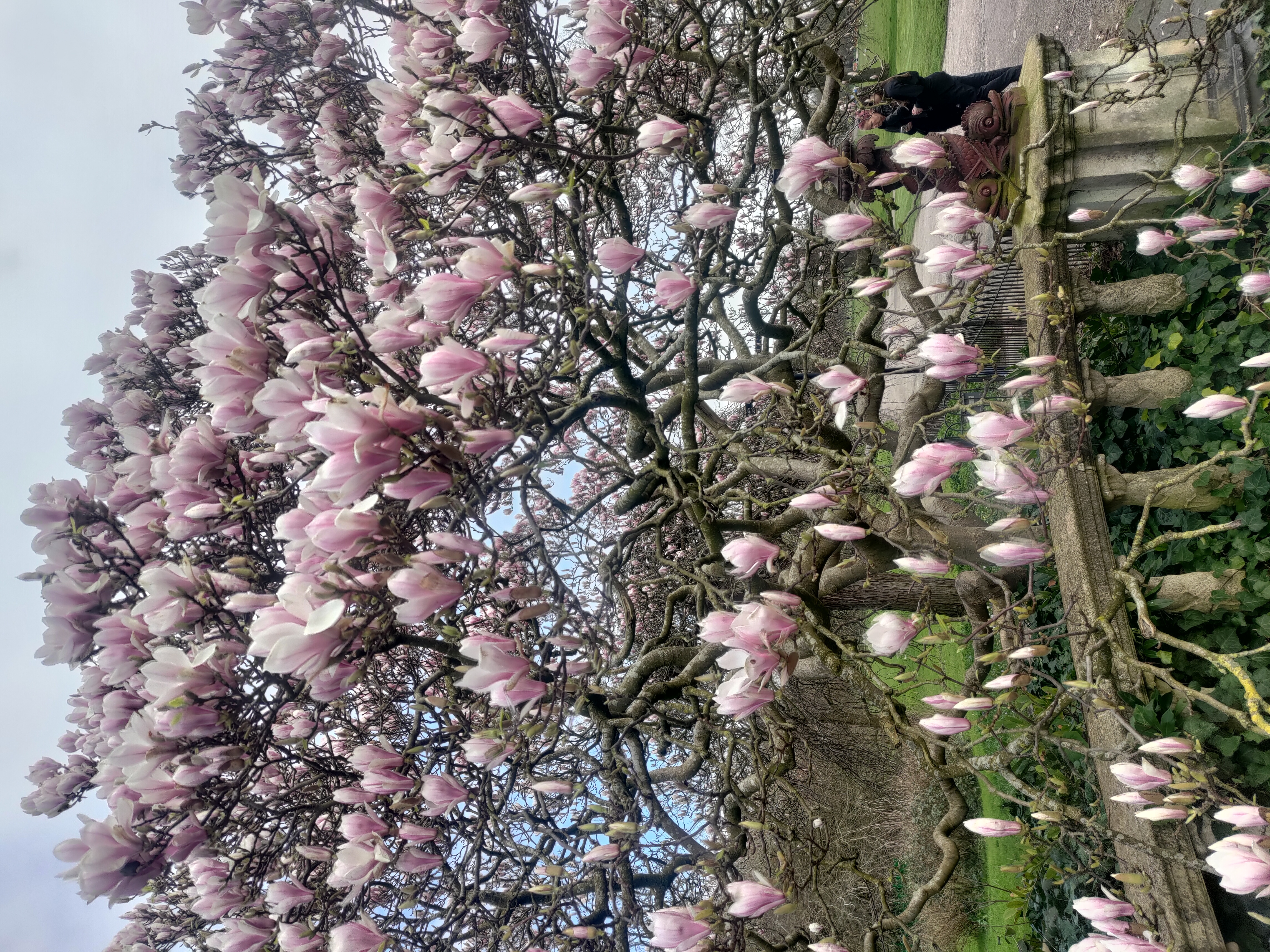 Photo of an old and grand magnolia tree in blossom. Blossoms are pink in the centre that fades to pure white on the outside of the petals. In the background a park and 2 women looking at the tree.